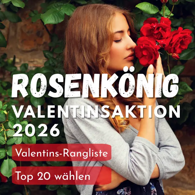 Rosen zum Valentinstag